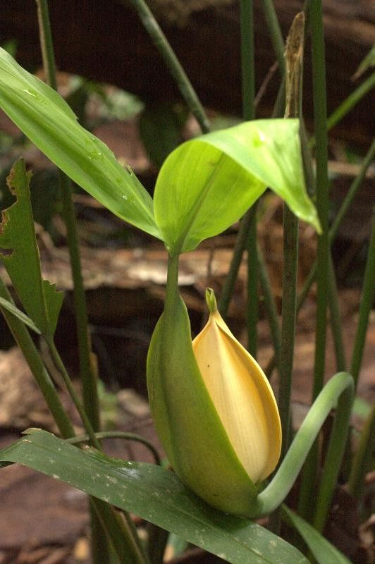 Cyclanthus bipartitus flower