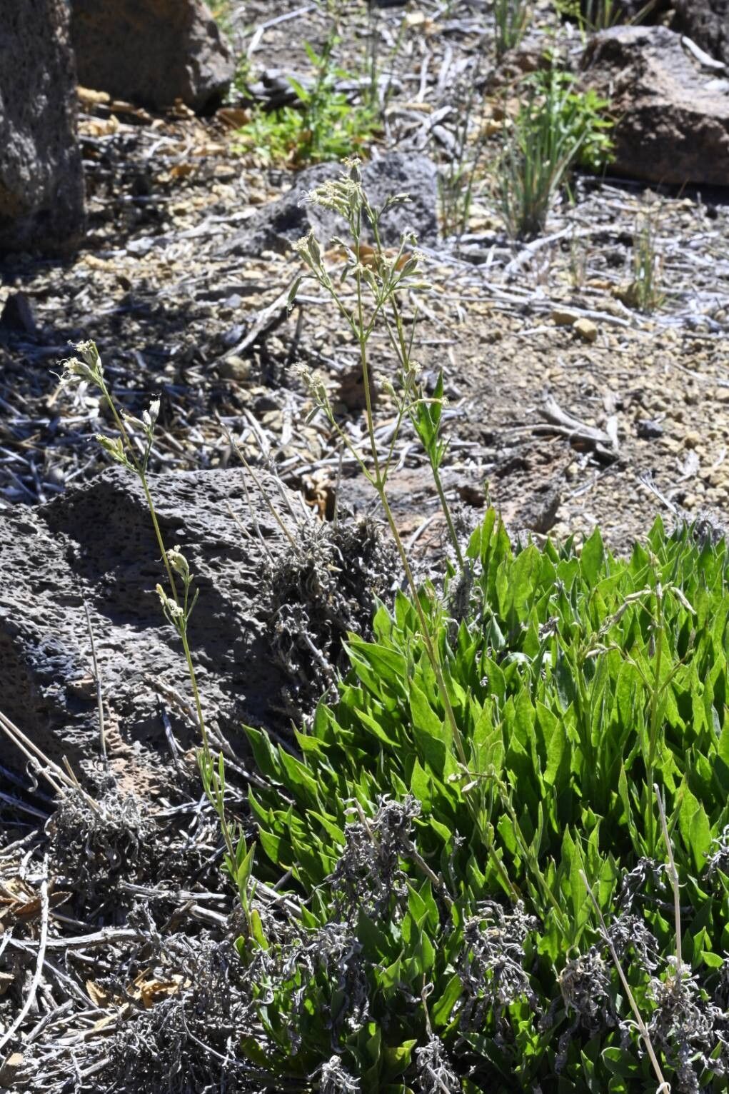 Silene berthelotiana habit
