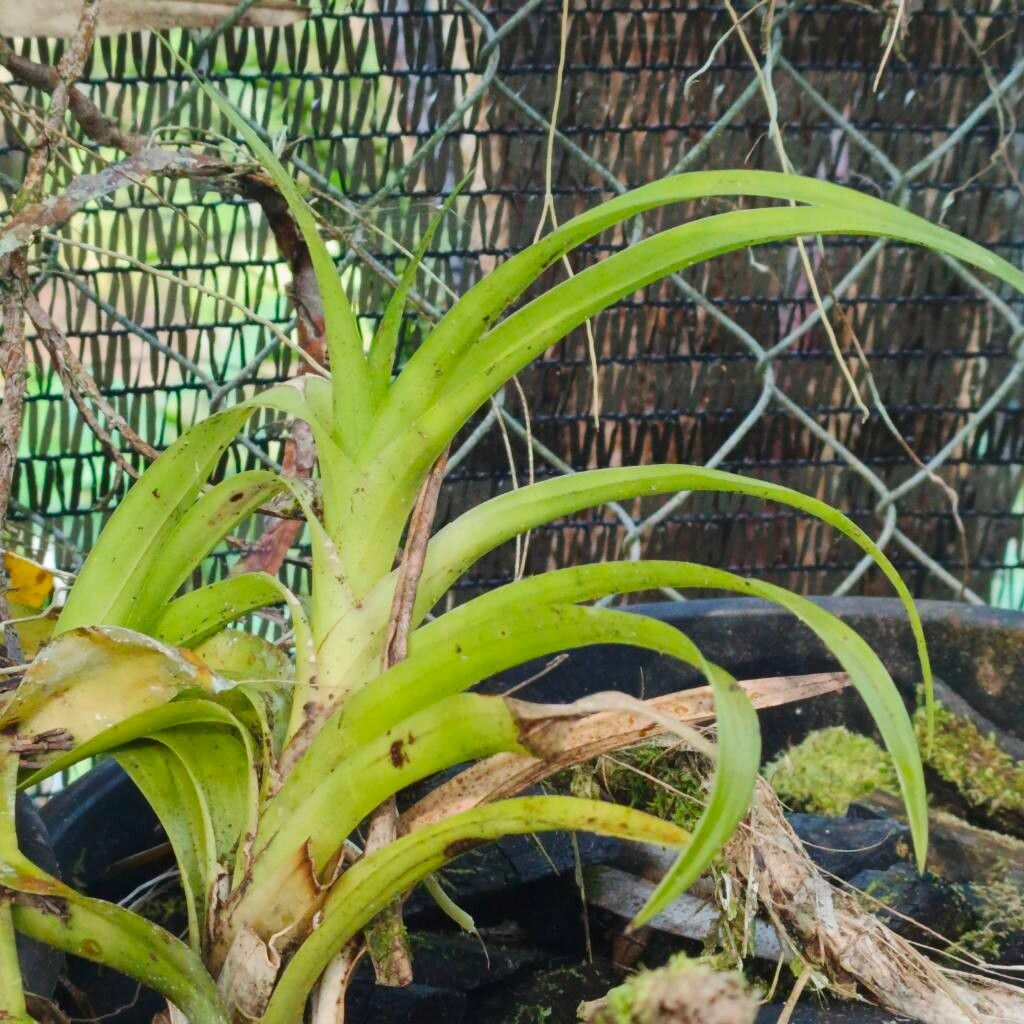 Dipodium scandens — related species from the same genus