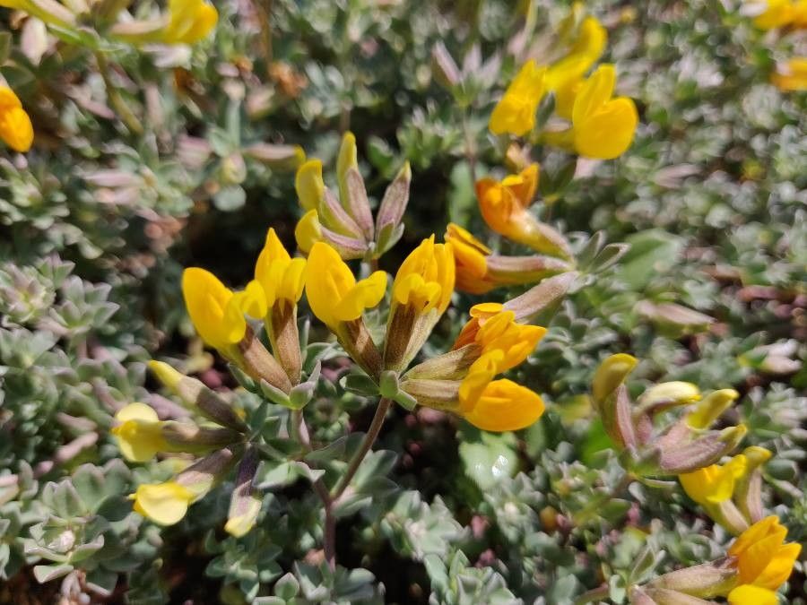 Lotus cytisoides flower