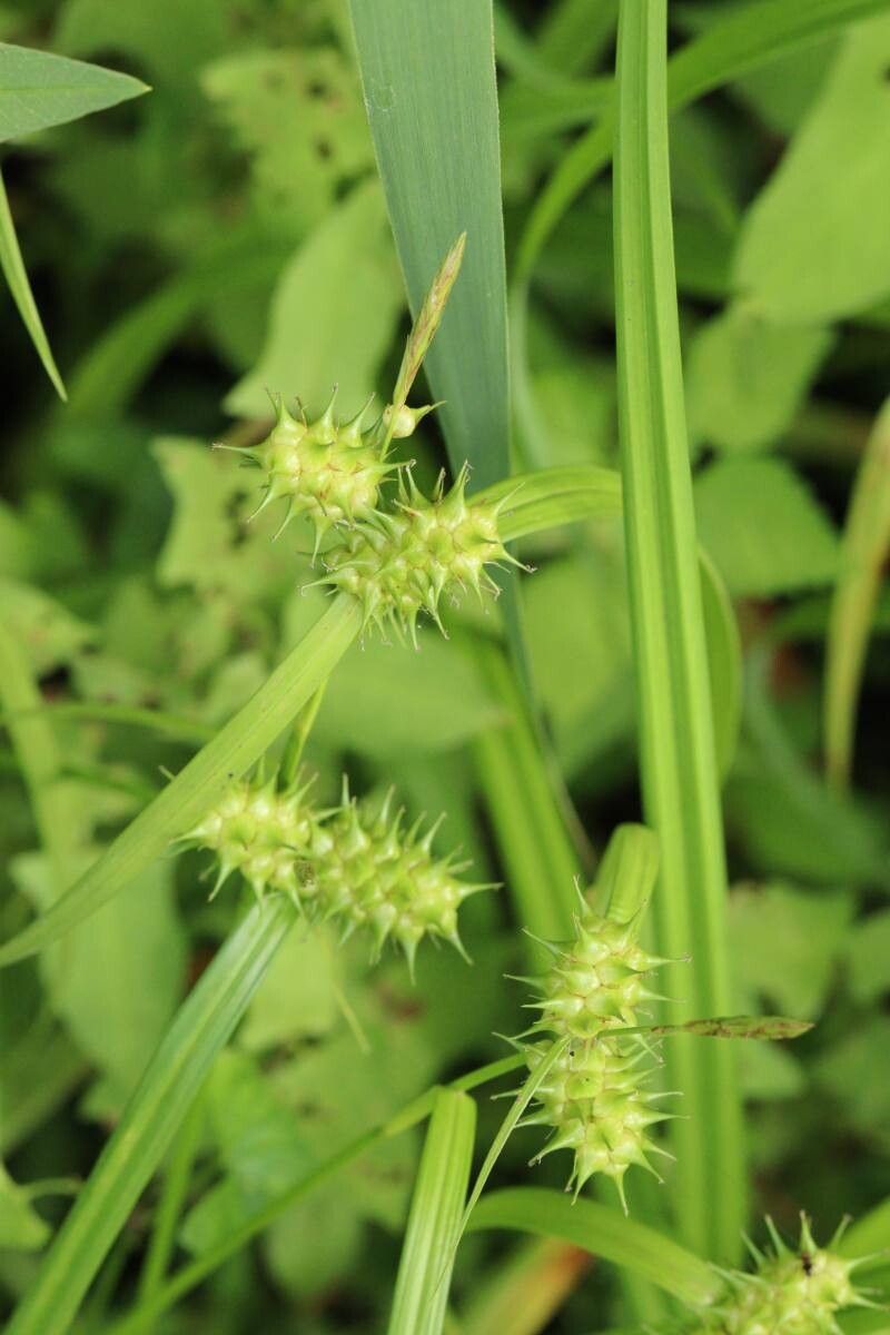 Carex dickinsii — houseplant care guide