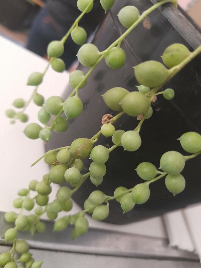 Senecio citriformis fruit