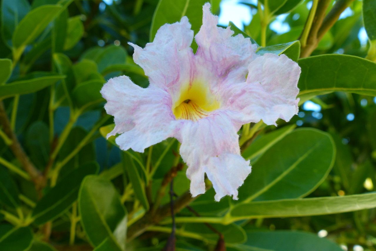 Tabebuia pallida flower