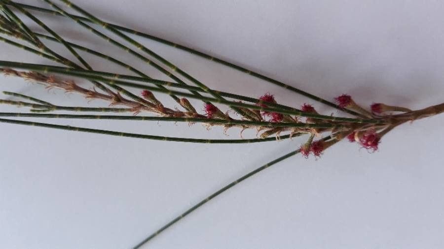 Casuarina cunninghamiana flower