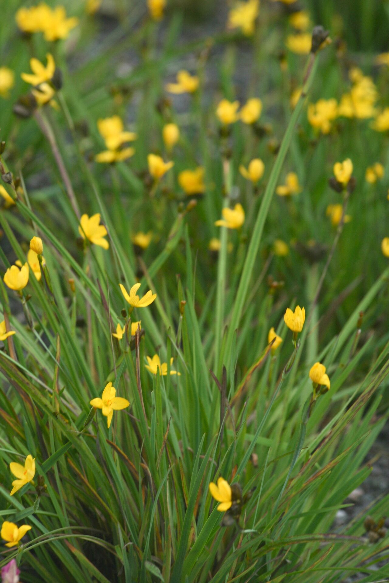 Sisyrinchium patagonicum flower