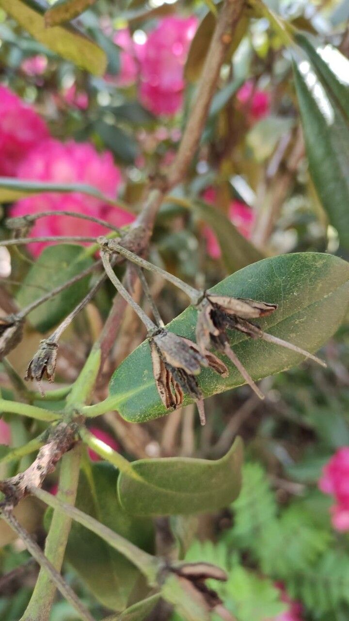 Rhododendron argyrophyllum fruit