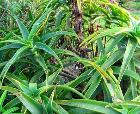 Aloiampelos striatula leaf