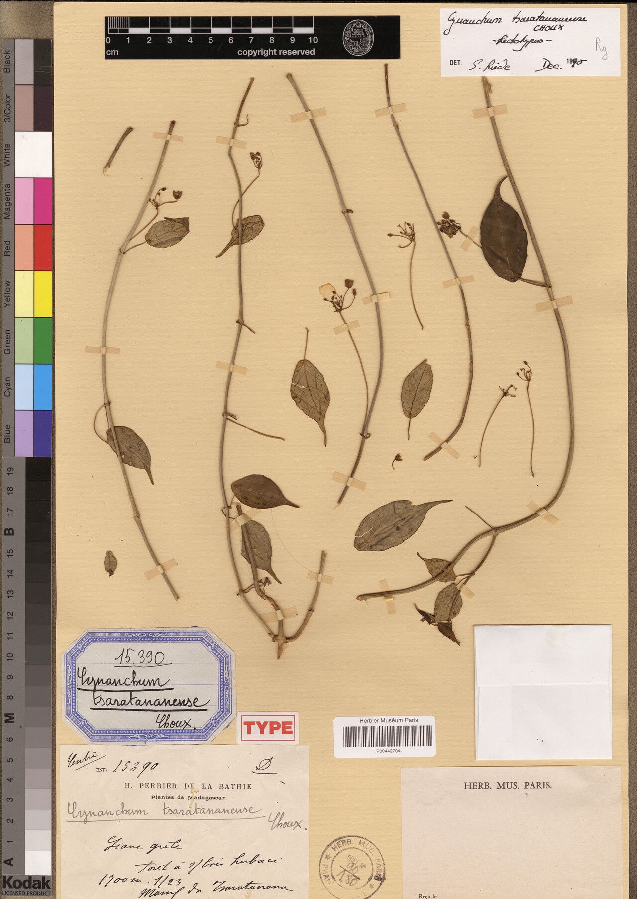 Cynanchum tsaratananense — houseplant care guide