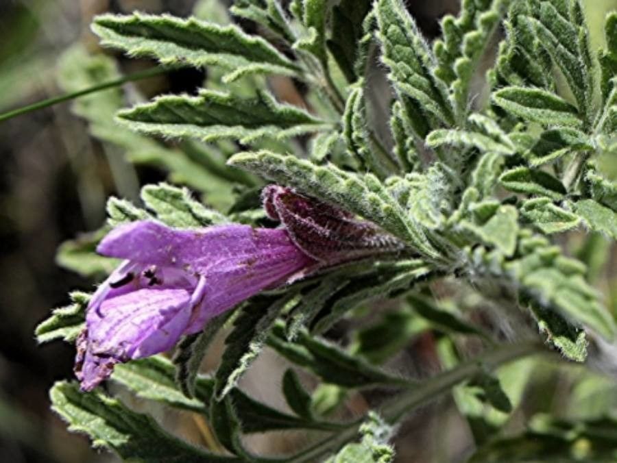 Salvia garedjii — houseplant care guide