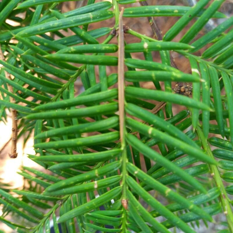 Torreya californica leaf