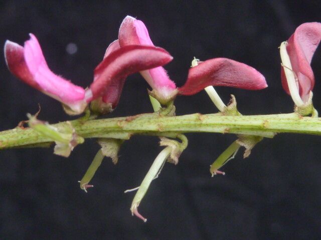Indigofera atropurpurea habit