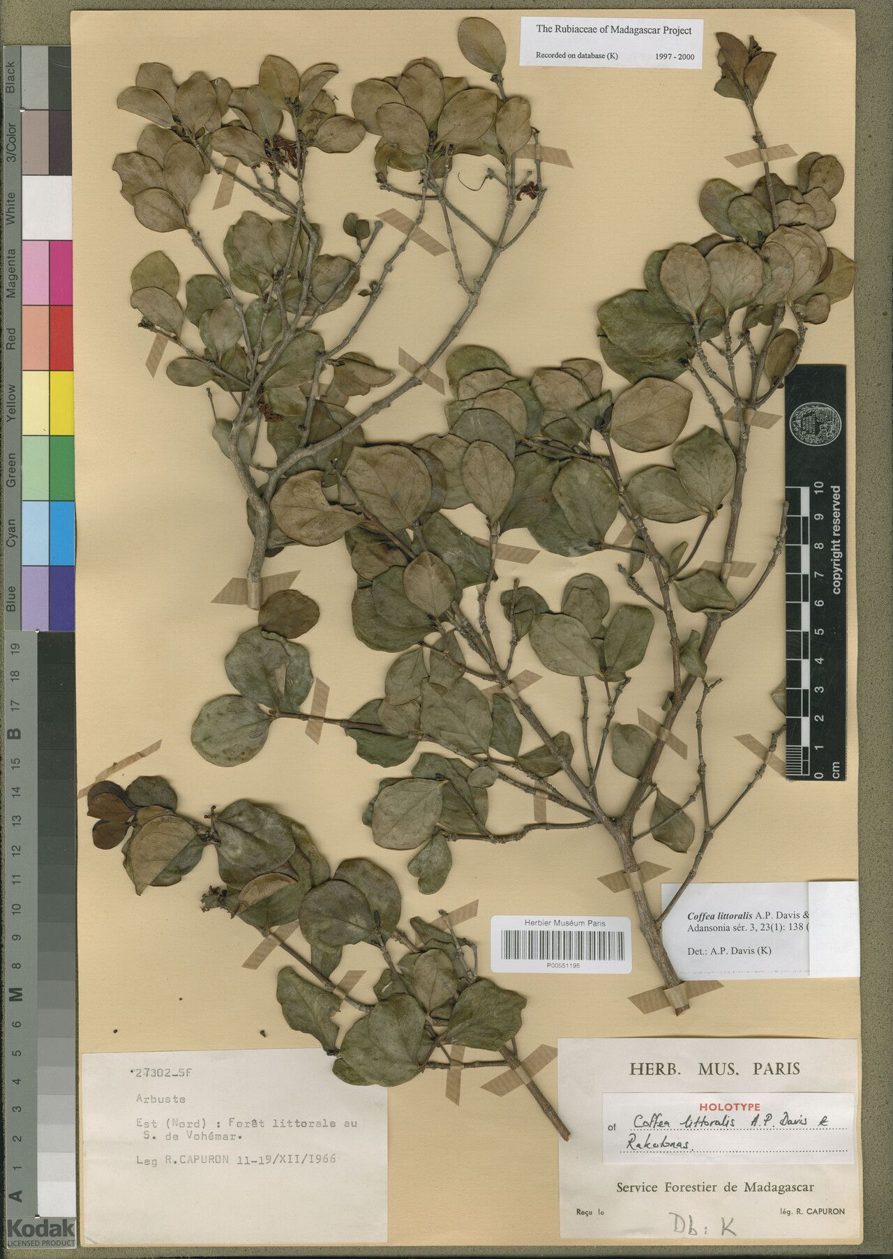 Coffea littoralis — houseplant care guide