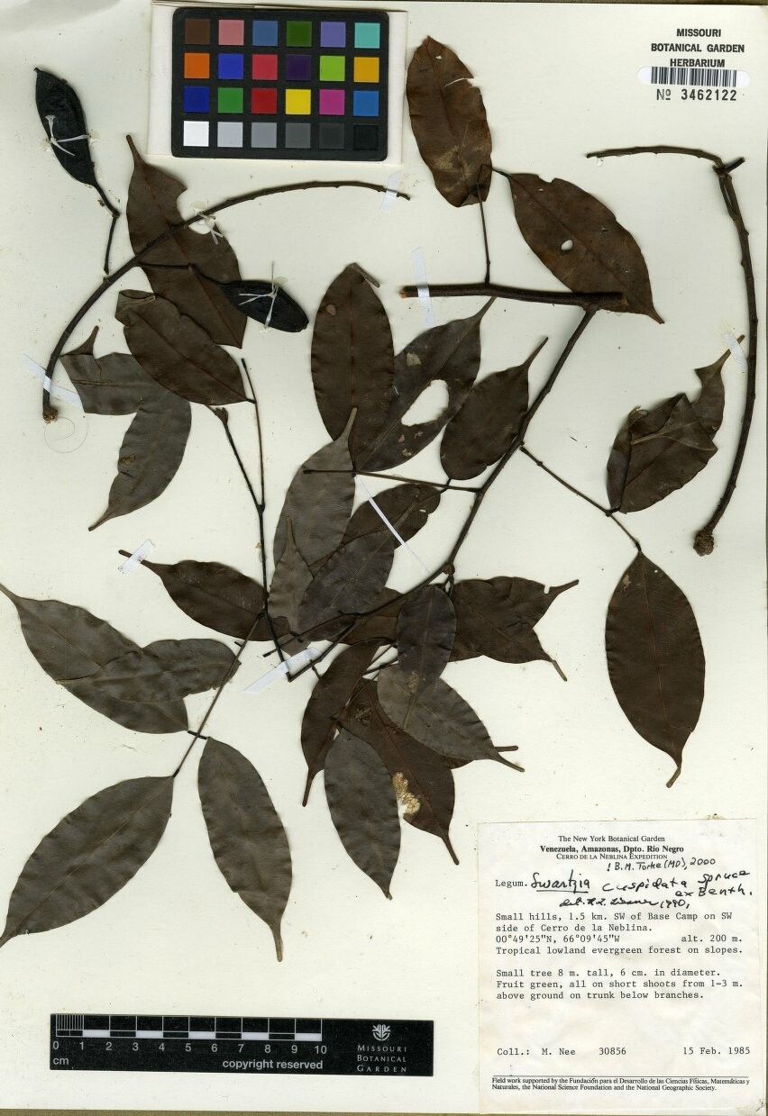 Swartzia cuspidata — houseplant care guide