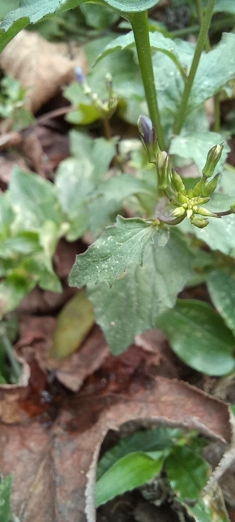 Lobelia xalapensis habit