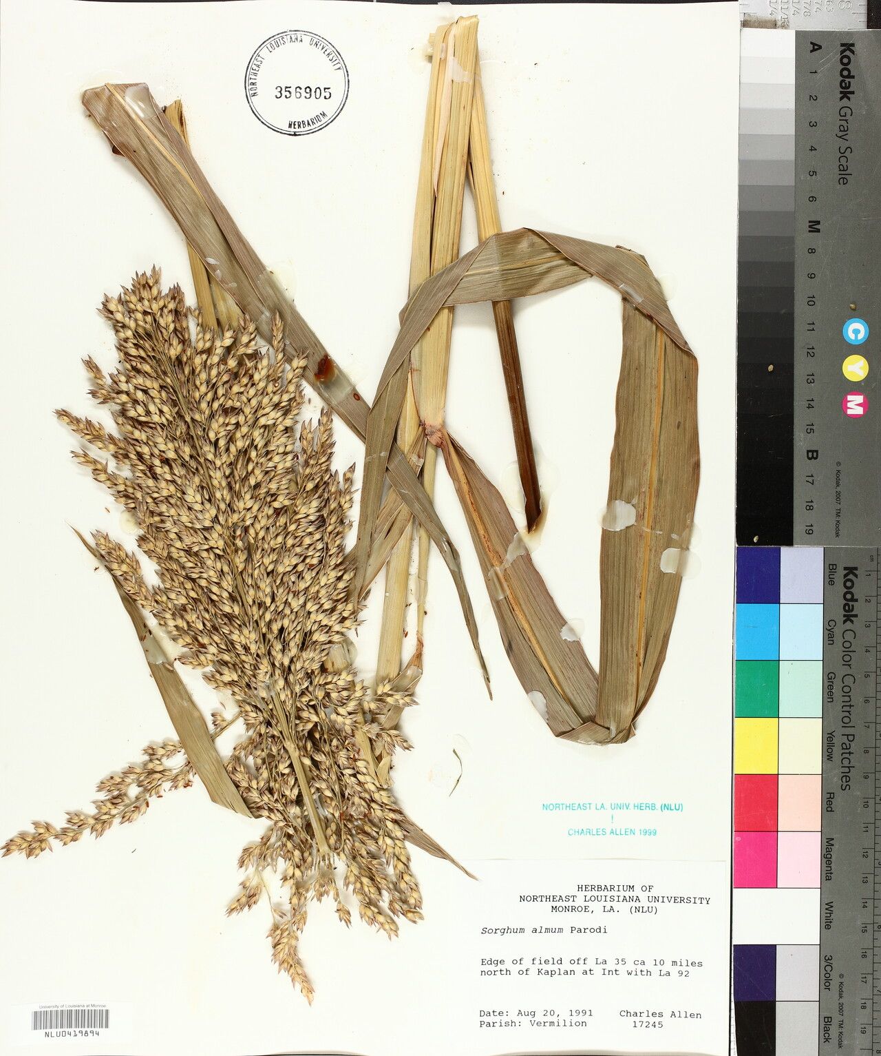 Sorghum × almum flower