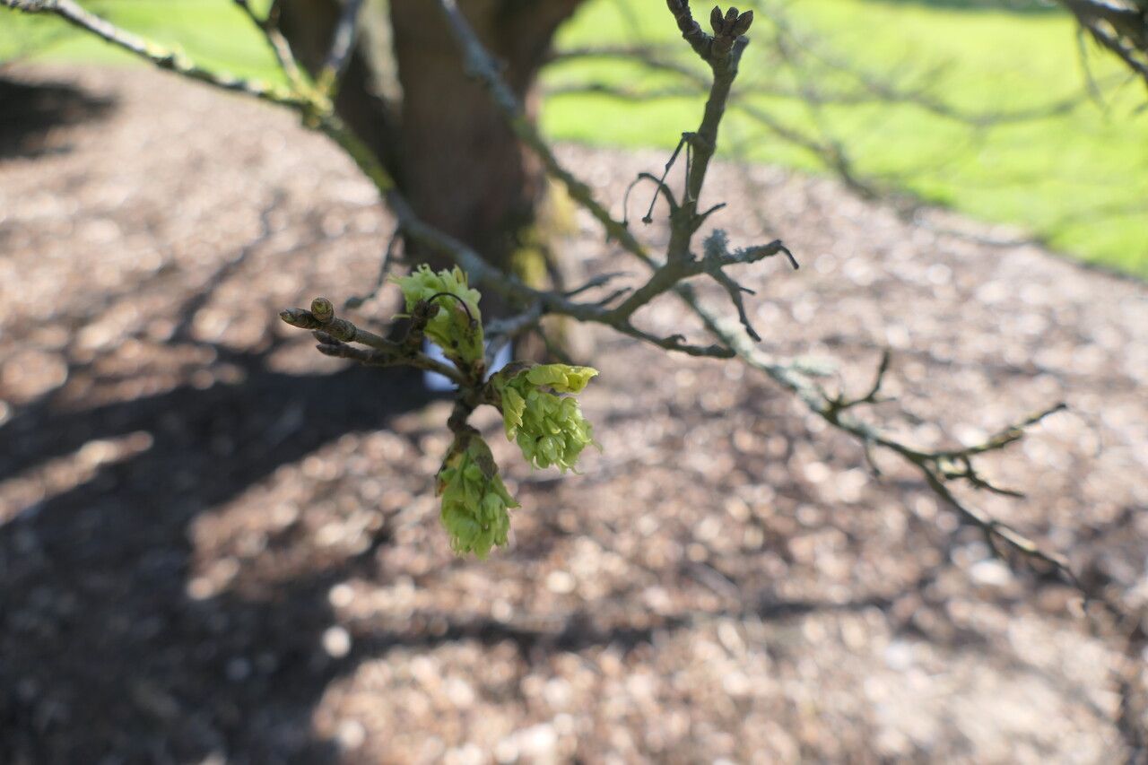 Acer × coriaceum leaf