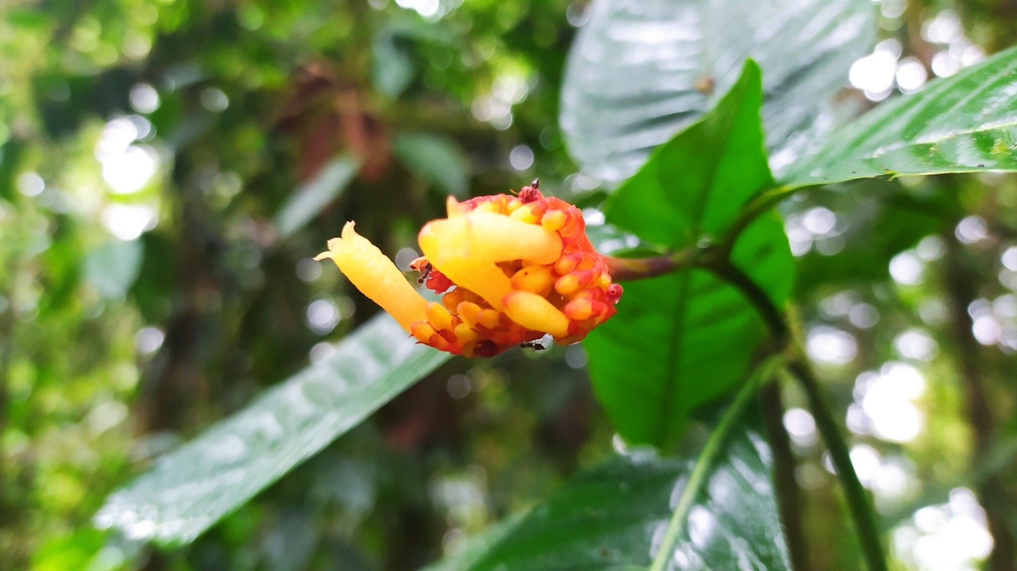 Palicourea punicea flower