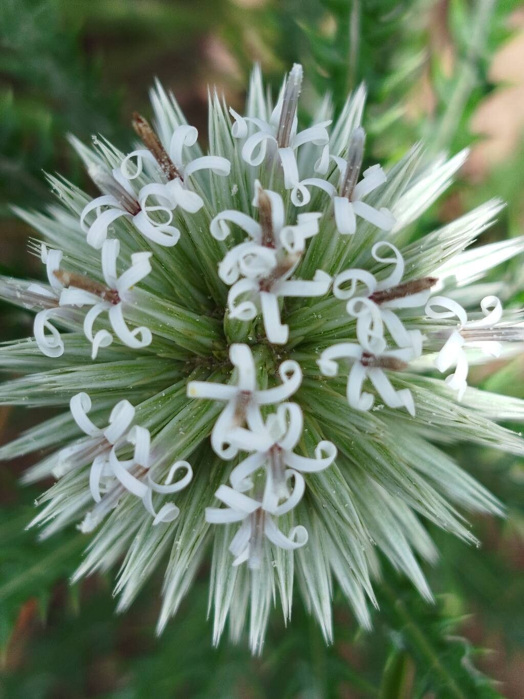 Echinops longifolius flower