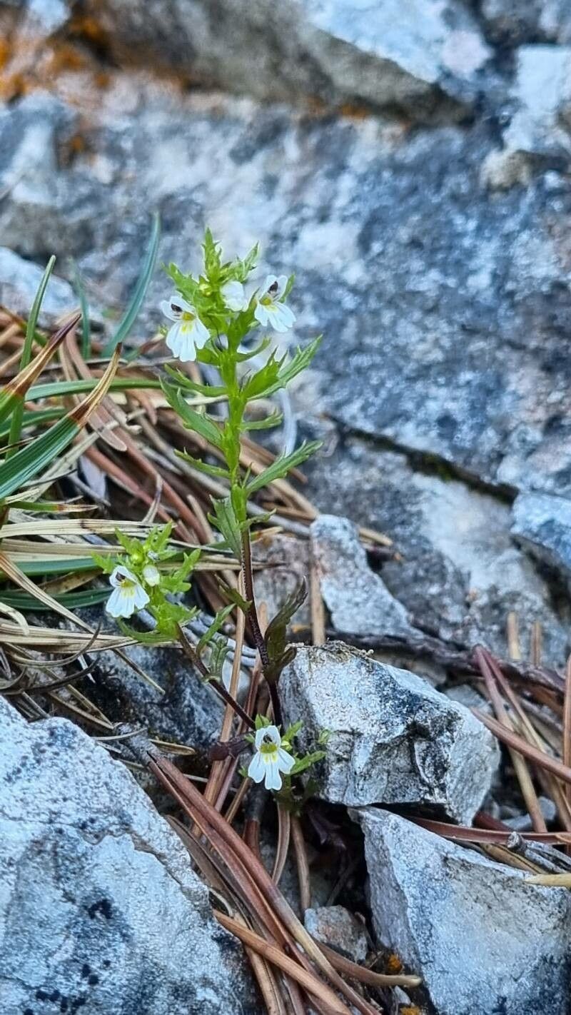 Euphrasia cuspidata habit