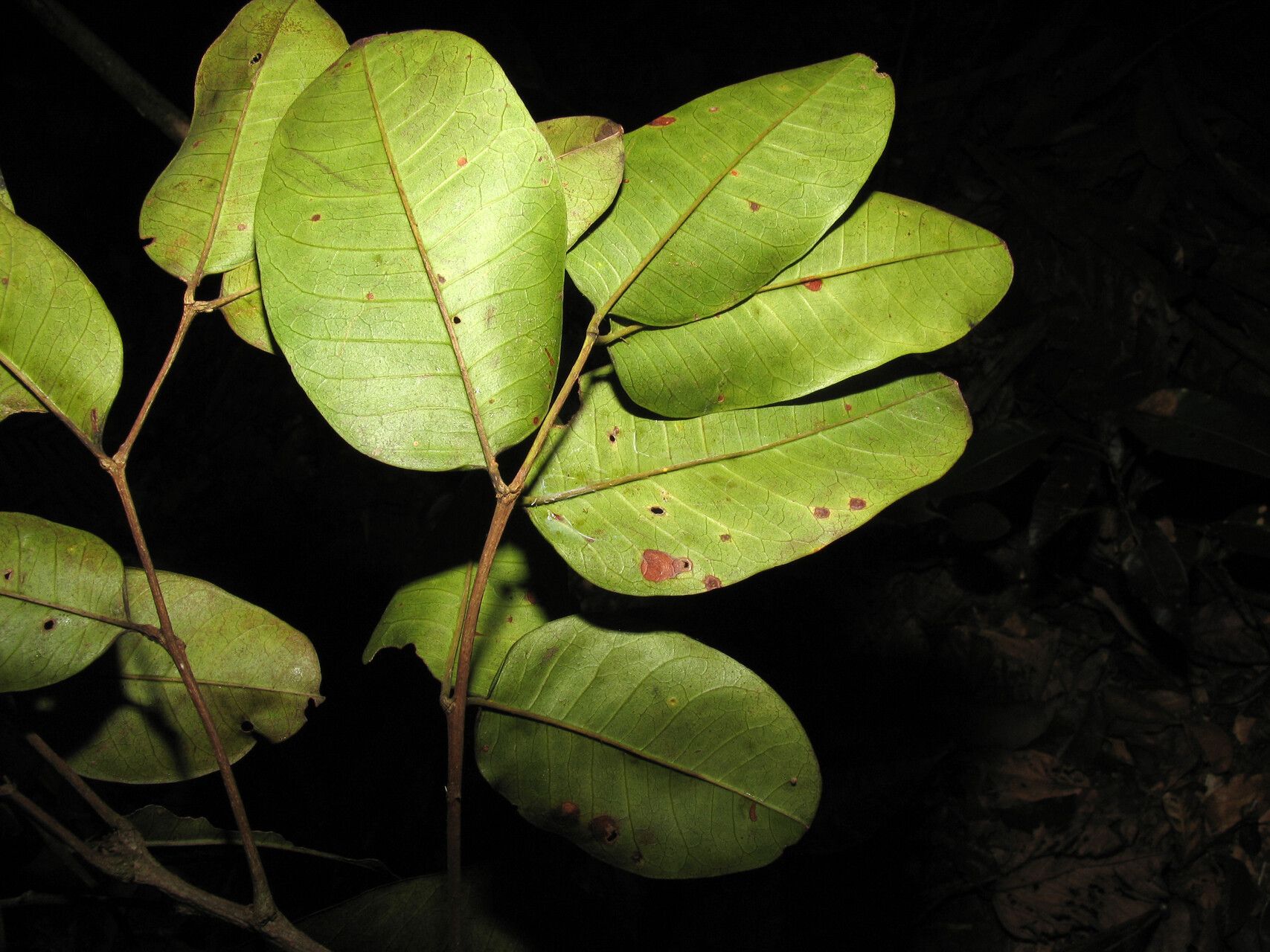 Zanthoxylum amapaense leaf
