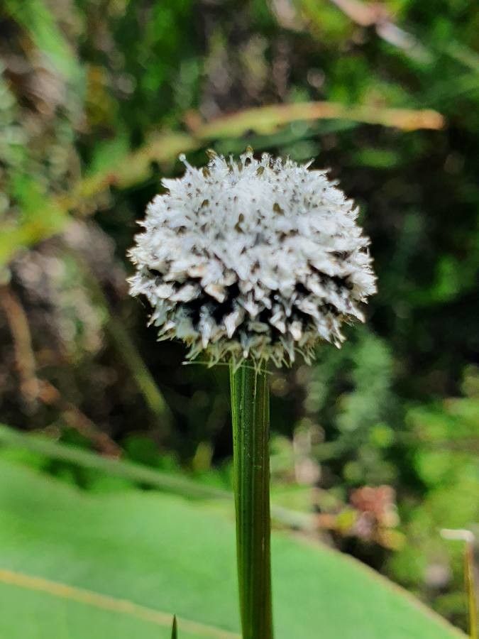 Eriocaulon volkensii flower