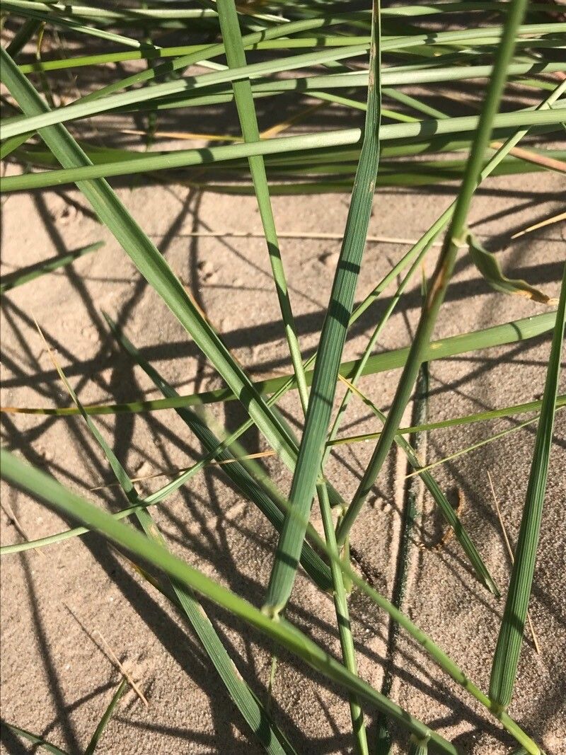 Thinopyrum junceiforme leaf