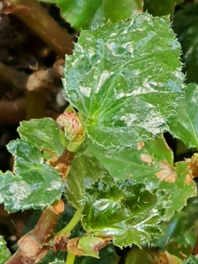Begonia acutifolia leaf