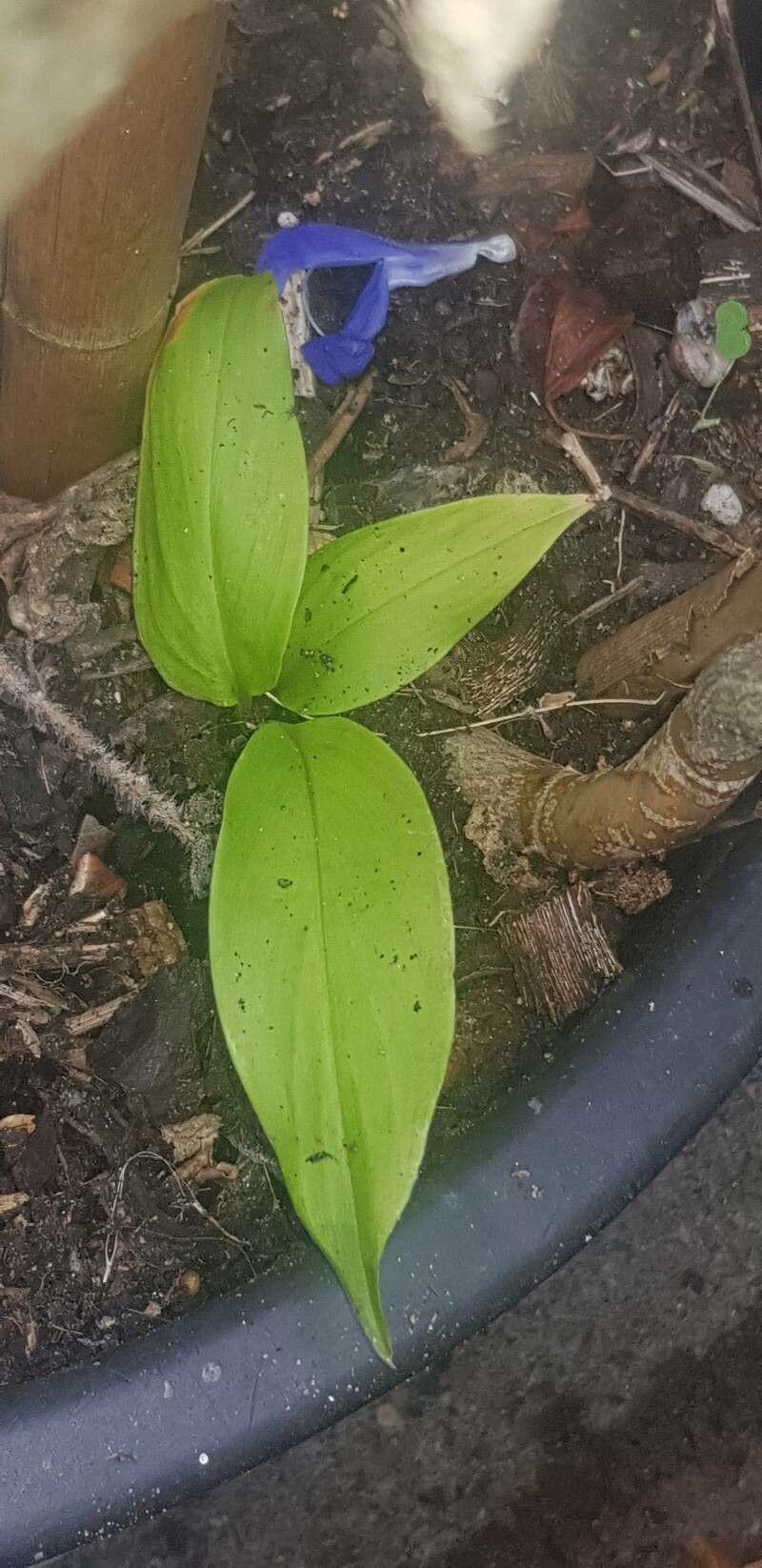 Curcuma aeruginosa leaf