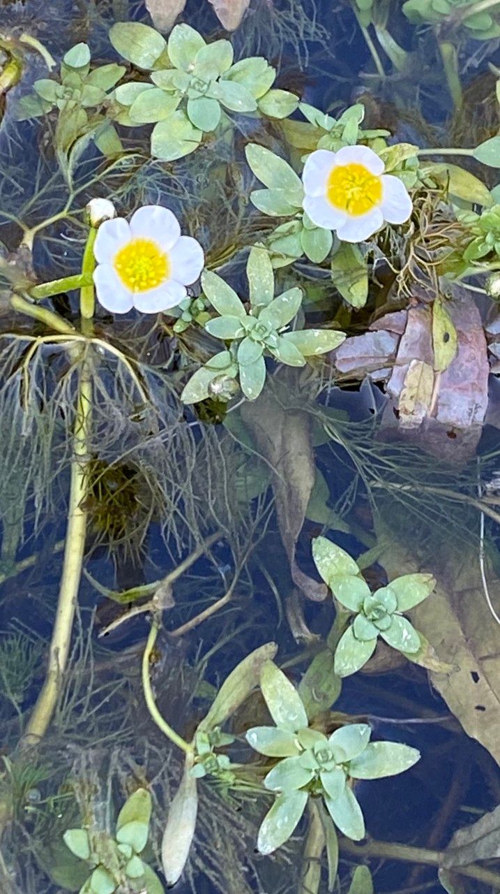 Ranunculus aquatilis flower