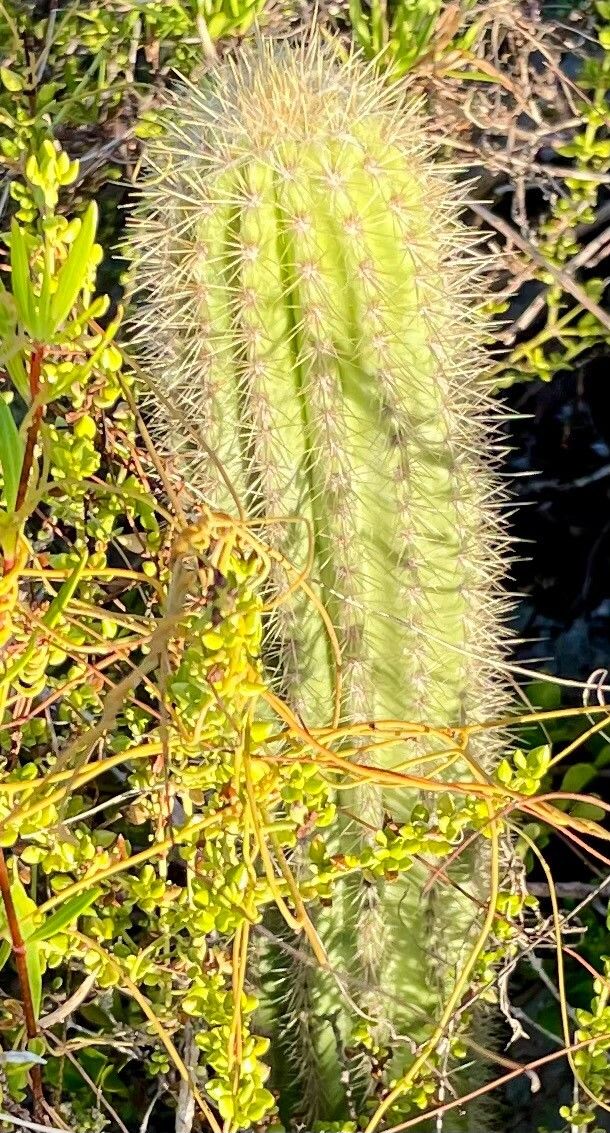 Pilosocereus jamaicensis — search result for 'Pilosocereus'