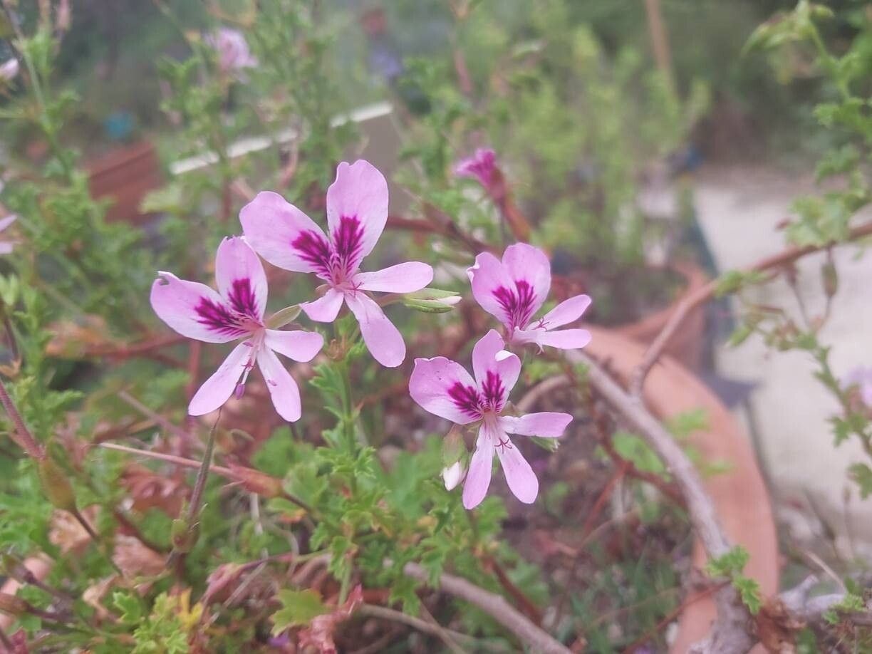 Pelargonium scabroide flower