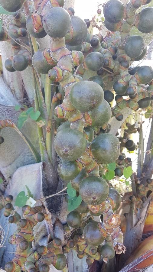 Latania lontaroides fruit