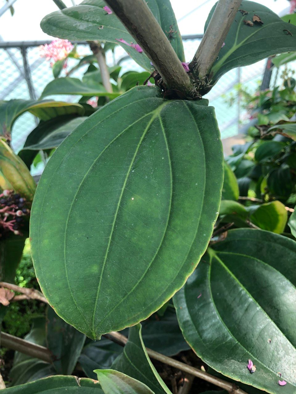 Medinilla intermedia leaf
