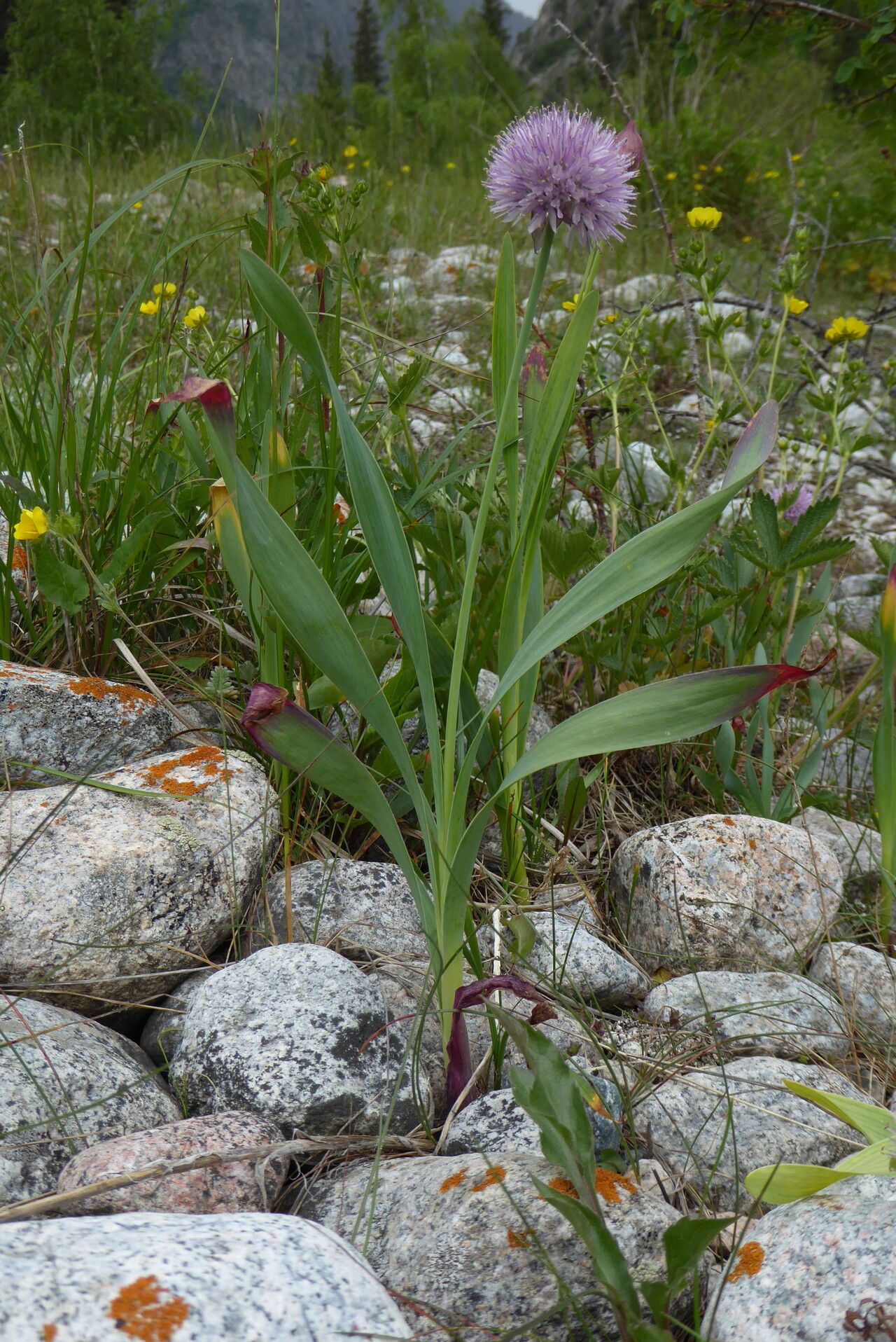 Allium platyspathum flower