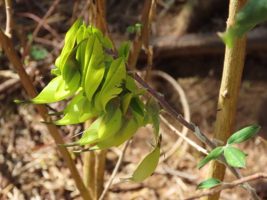 Crotalaria agatiflora flower