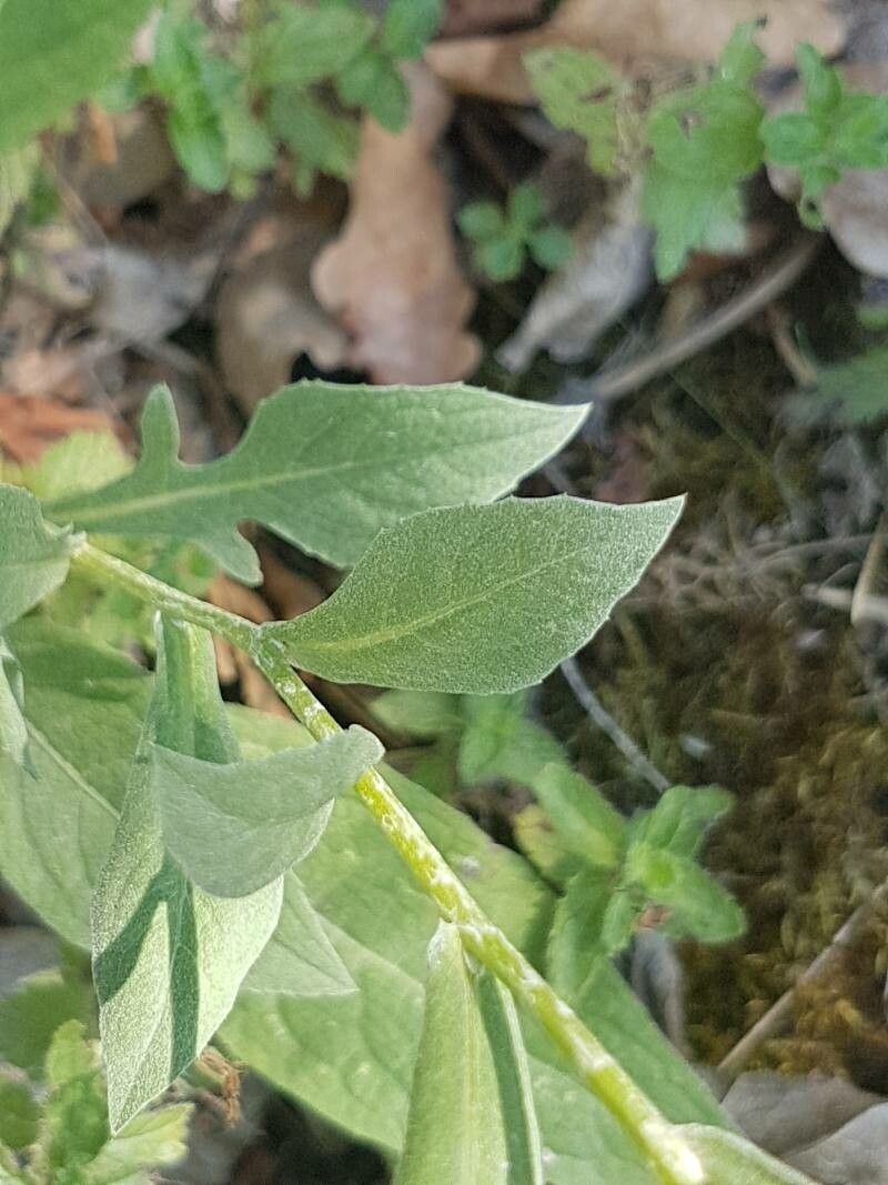 Centaurea nigrescens — search result for 'Centaurea'