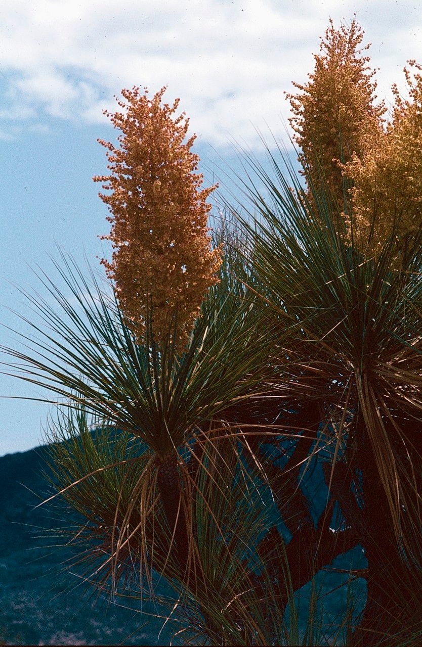 Yucca mixtecana — search result for 'Yucca'