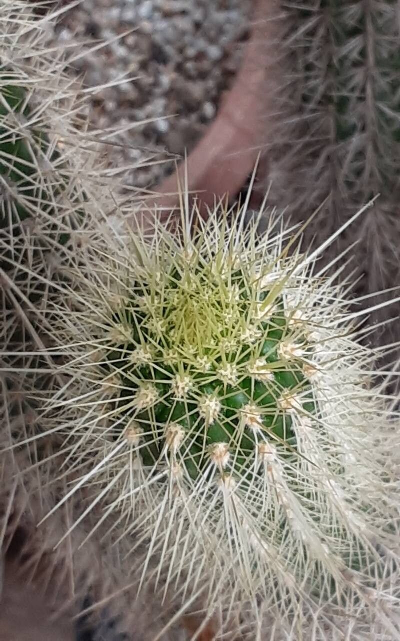 Soehrensia camarguensis leaf