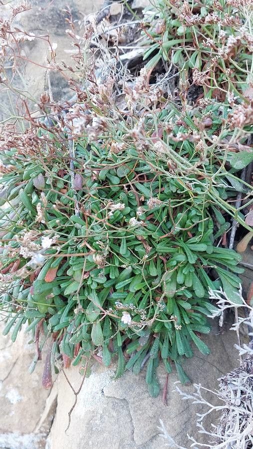 Limonium multiforme leaf