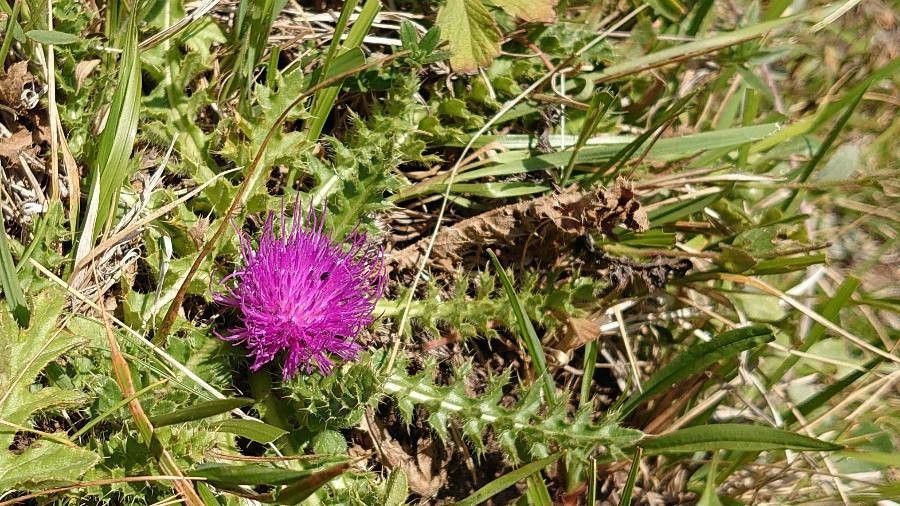 Cirsium acaulon flower