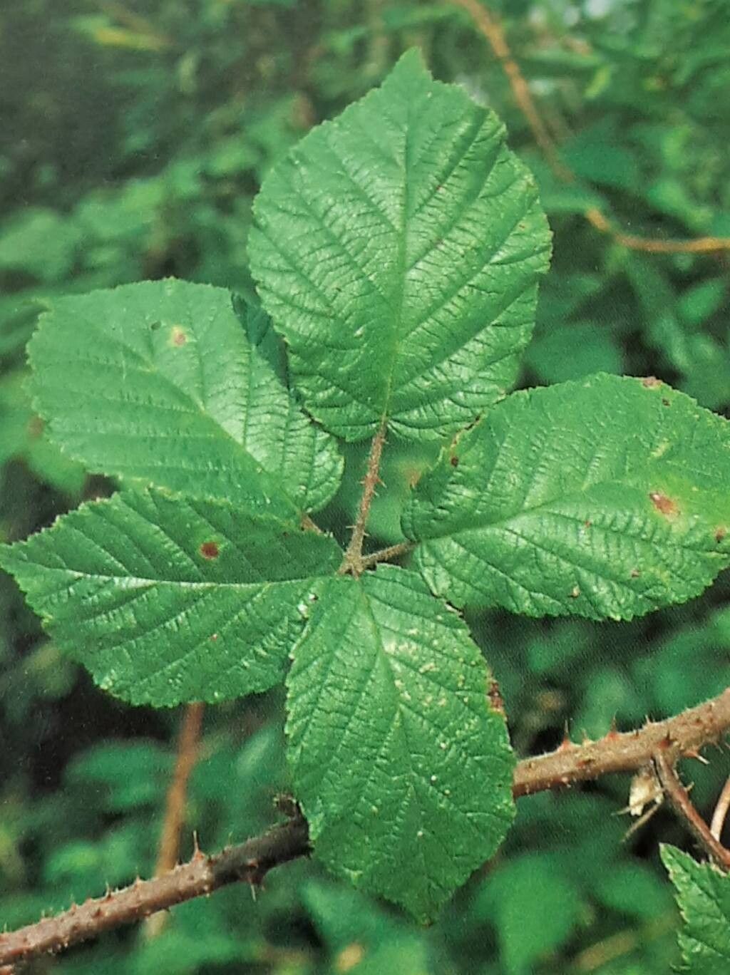Rubus christiansenorum — houseplant care guide