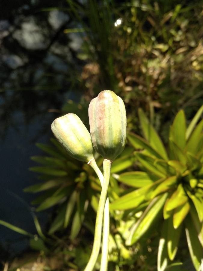 Fritillaria involucrata fruit