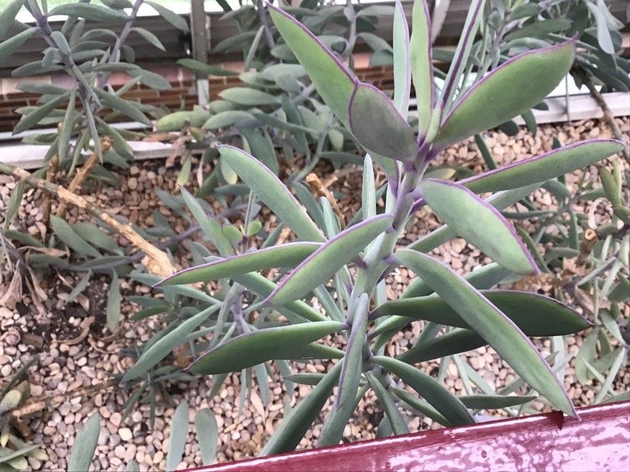 Senecio crassiflorus — search result for 'Senecio'