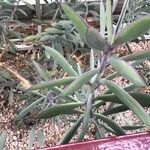 Senecio crassiflorus