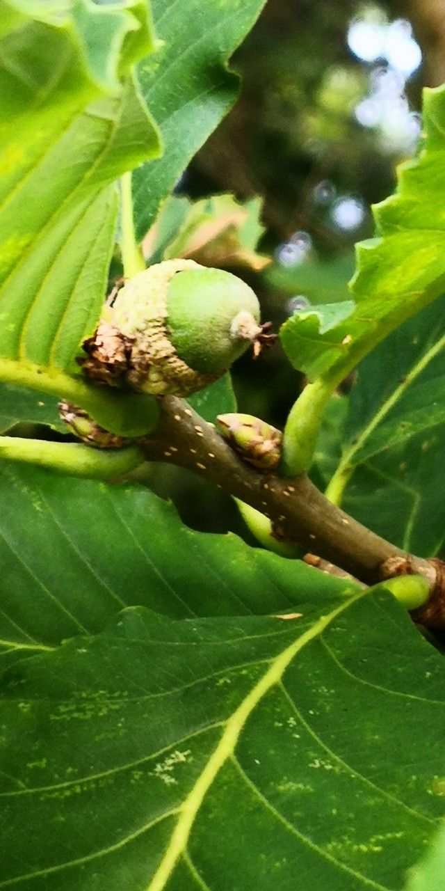 Quercus aliena fruit