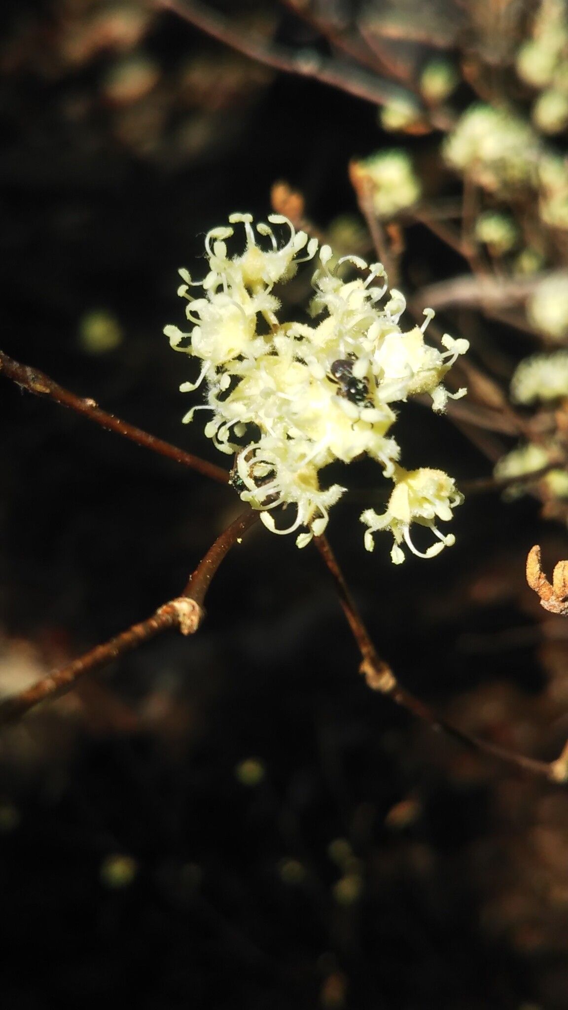 Croton nudatus flower