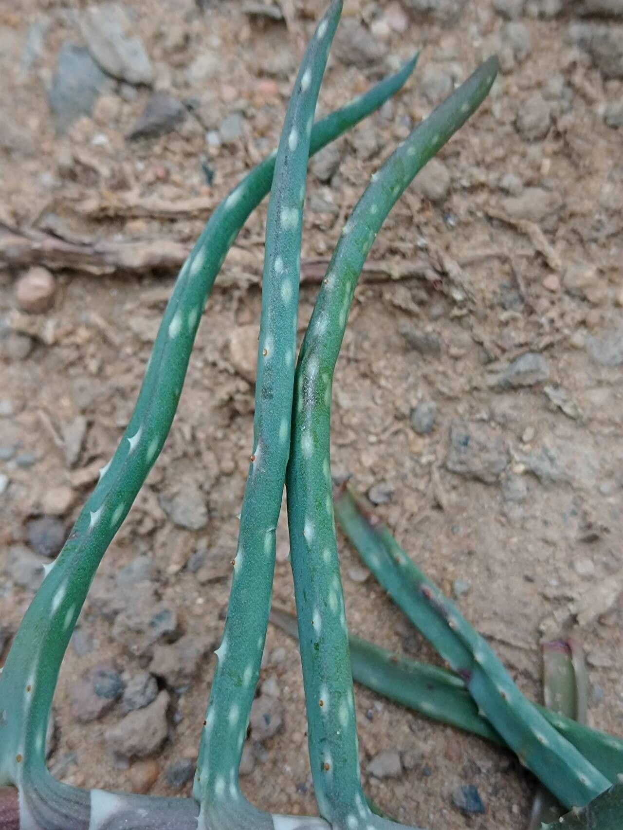 Aloe millotii — houseplant care guide