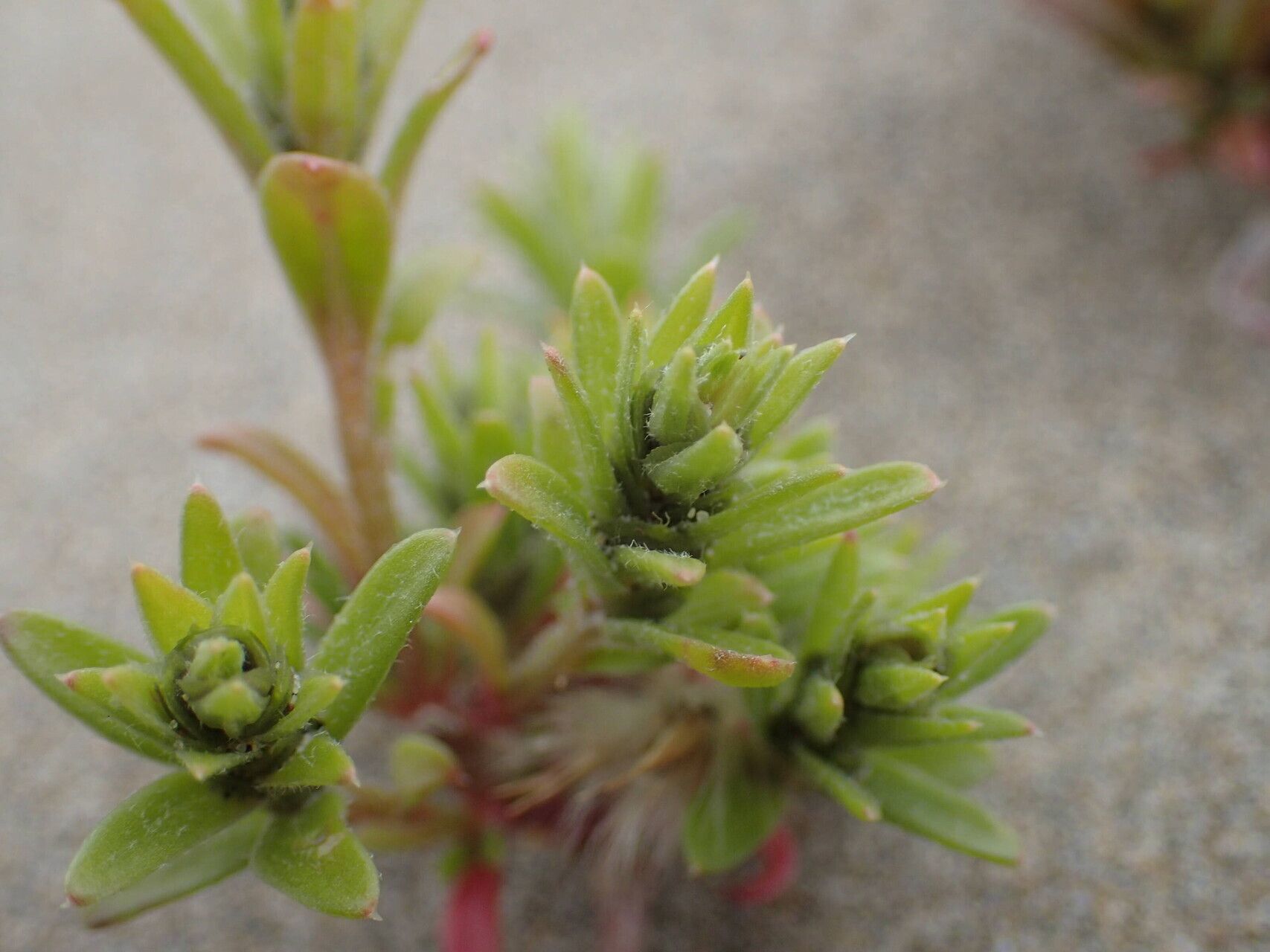 Corispermum gallicum — related species from the same genus