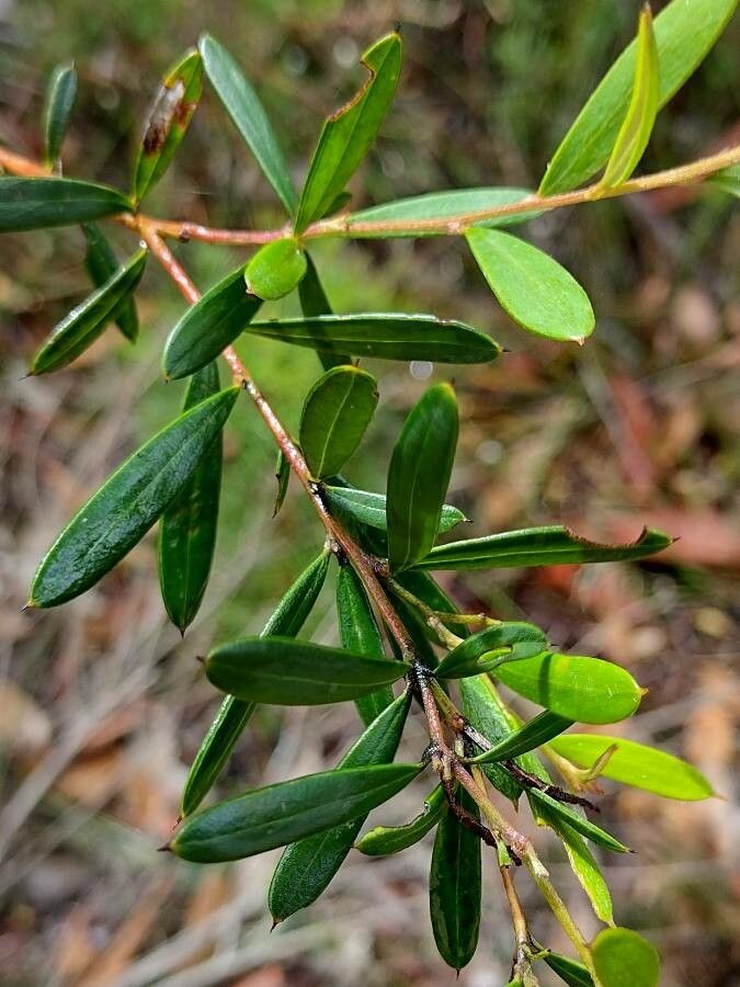 Grevillea sericea leaf