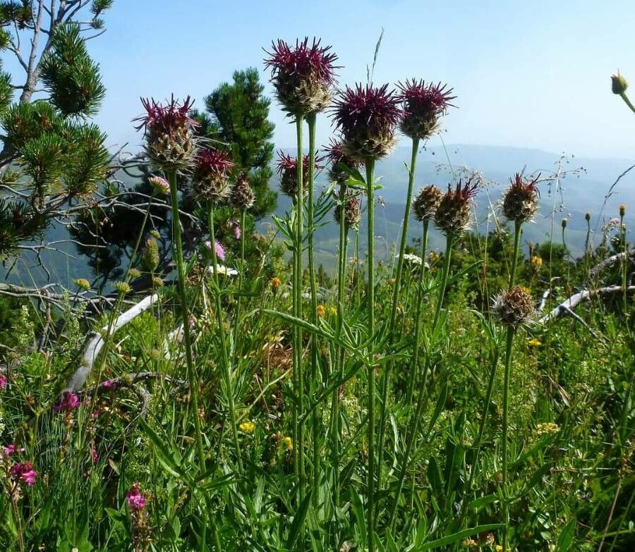 Centaurea kotschyana flower